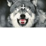 Wolf gang;)