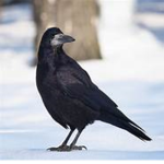 David's birds