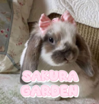 Sakura Garden.
