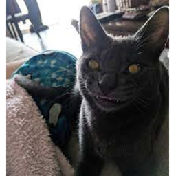 smilling cat -HORROR-   [NEW!]
