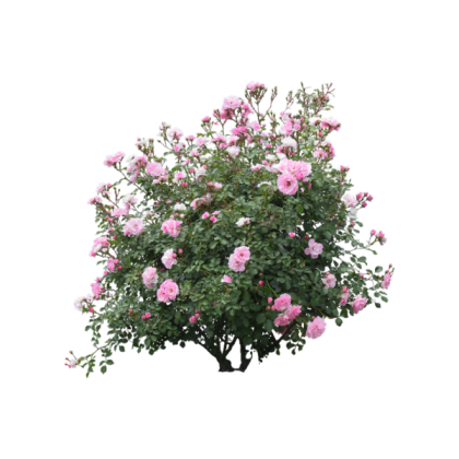 Bush W/ Pink Flowers Roblox decal