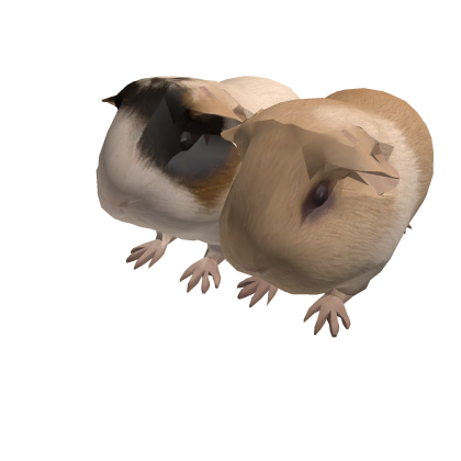 cutesy guinea pig duo