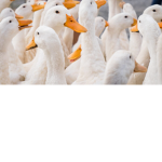 Duck (not a cult)