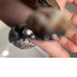 Kaa The Ball Python