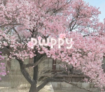 pwppy’