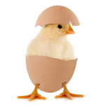 chicken swagggg