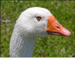 Goose Milk Mafia