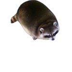 The Roblox Raccoon Society