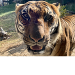 Bengals slay the day away