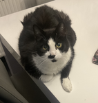 Look at this silly photo of my cat
