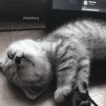 /lostdiary