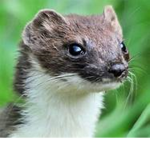 The Weasel Works