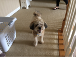 Chewy the vlogger fan club