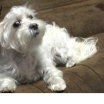 The dog the dog dog dog dog
