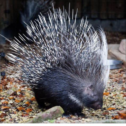 Shadders The Porcupine: It's Gettin' Real Boys