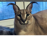 Cat gang for all peeps