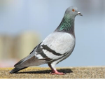 Thomas Pigeon Club