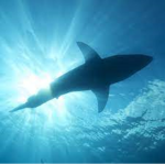SharkShadow#World Army