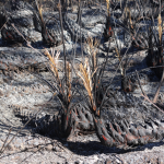 SAW PALMETTO