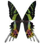 Sunset Moth Wings