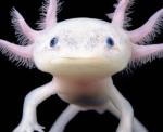 TheCoolAxolotls