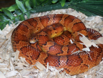 the corn snake crew