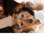 Mydogiscute