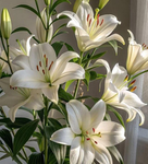 The Floral Creator