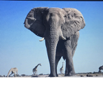 Elephant rule awsdfhgg