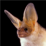 Pure Bats!