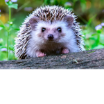 hedgehog.png