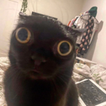 The Derp Squad - Official Meme Group