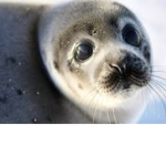 SEALton