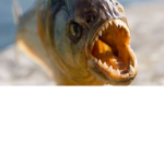 Vicious Piranhas