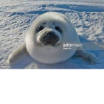 Group of seals Join now!!!