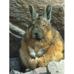 Viscacha Squad