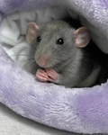 Poisonous Rat Family