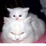 KittyPizza