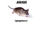 aye BOlku