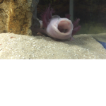 Axolotl Yawn ARMY :0