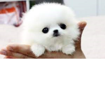 I AM CUTE LITTLE PUPPY AND THYE ONLY PUPPY