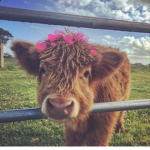 THE COLORFUL COW CULT