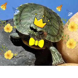 save the turtle obby