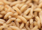 The Maggots Hangout Group