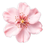Blossom_HG