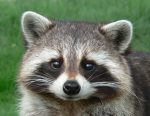 The Raccoon Hideout