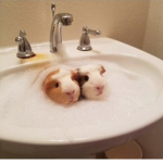 GuineapigArmy.
