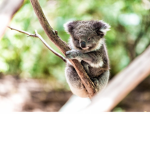 The Koalas!!!!!!