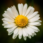 Daisy Charity
