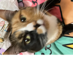 Cali cat group